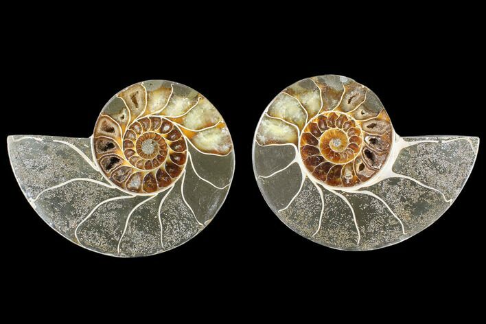 Cut & Polished Ammonite (Anapuzosia?) Pair - Madagascar #88005